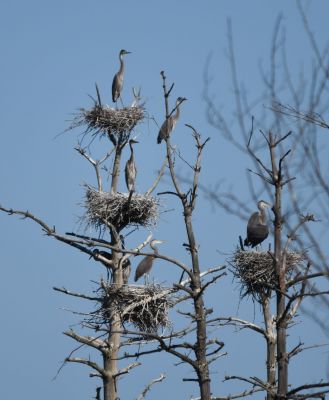 Great Blue Heron Nesting Colony
Keywords: Species
