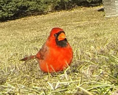 Northern Cardinal Male
