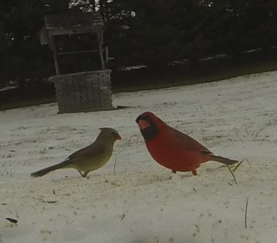 Northern Cardinals  Female and Male
