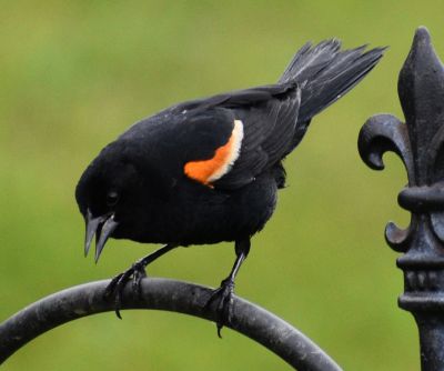 Red-winged Blackbird
Keywords: Species