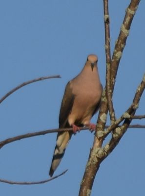 Morning Dove
Keywords: Species