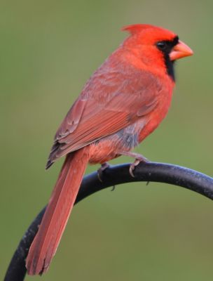 Northern Cardinal Male
