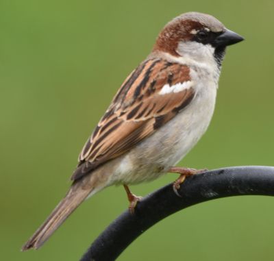 House Sparrow
Keywords: Species