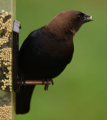 Brown-headed Cowbird Male
Keywords: Species
