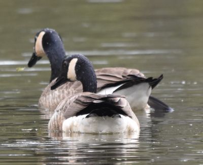 Canada Geese
Keywords: waterfowl