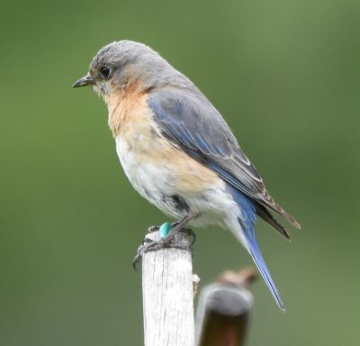 Eastern Bluebird Female
