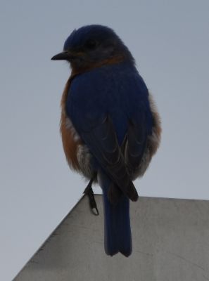 Eastern Bluebird Male
