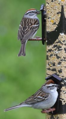 Chipping Sparrow top Tree Sparrow bottom
