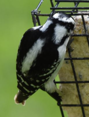 Downy Woodpecker Female
