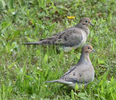 Morning Doves Courting
