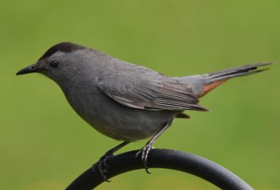 Gray Catbird
Keywords: Species