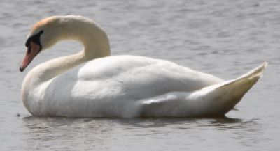 Mute Swan
Keywords: waterfowl