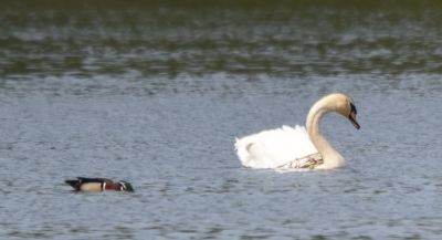 Mute Swan and Wood Duck
Keywords: waterfowl