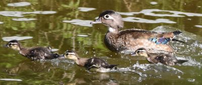 Wood Duck Brood and Female
Keywords: waterfowl