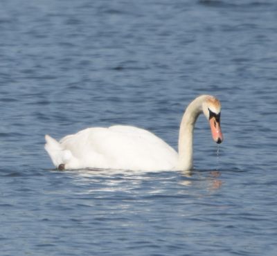 Mute Swan
Keywords: waterfowl