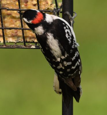 Downy Woodpecker Male
