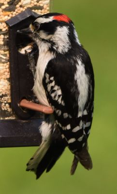 Downy Woodpecker Male
