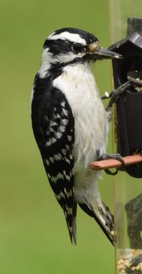 Hairy Woodpecker
