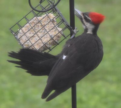 Pileated Woodpecker
Keywords: species