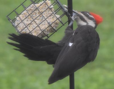 Pileated Woodpecker
