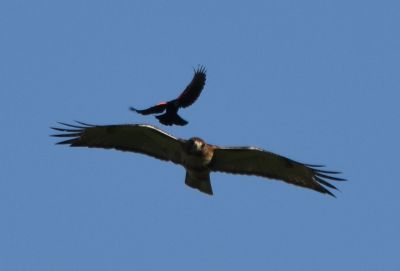 Red-tailed Hawk
Keywords: raptors