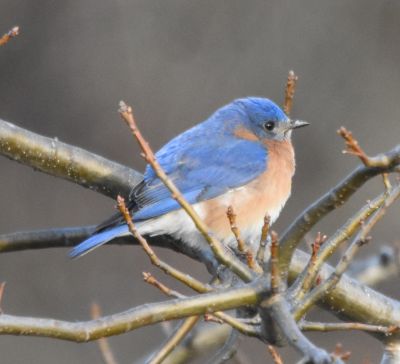 Eastern Bluebird male
Keywords: Species