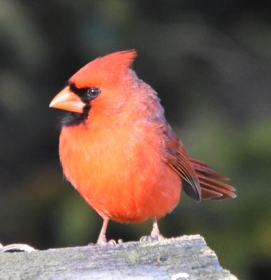 Northern Cardinal male
Keywords: Species