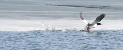 Common Merganser male
Keywords: species;waterfowl