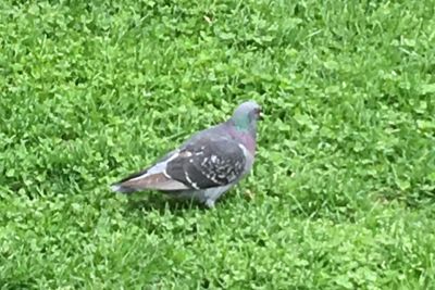 Rock Pigeon (feral pigeon)
Keywords: Species