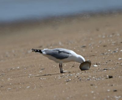 Ring-Billed Gull
Keywords: species