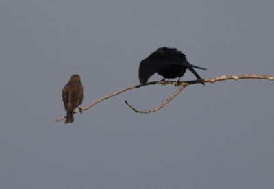Brown-headed Cowbirds courting
