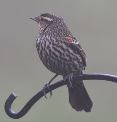 Red-winged Blackbird Female
