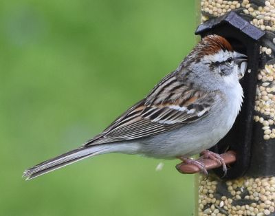 Tree Sparrow
