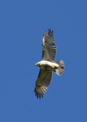 Red-tailed Hawk
Keywords: raptors
