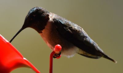 Ruby-throated Humming Bird 
