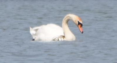 Mute Swan
Keywords: waterfowl