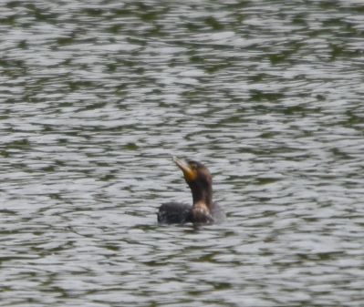 Double-crested Cormorant
Keywords: waterfowl