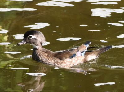 Wood Duck Female
Keywords: waterfowl