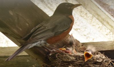 Robin nest
