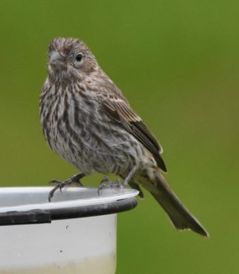 Purple Finch Female
