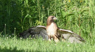 Red-tailed Hawk
Keywords: raptors